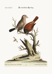 Die chinesischen Spatzen, 1749-73